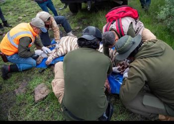 Matan a tigre de Bengala tras intensa búsqueda en Edomex