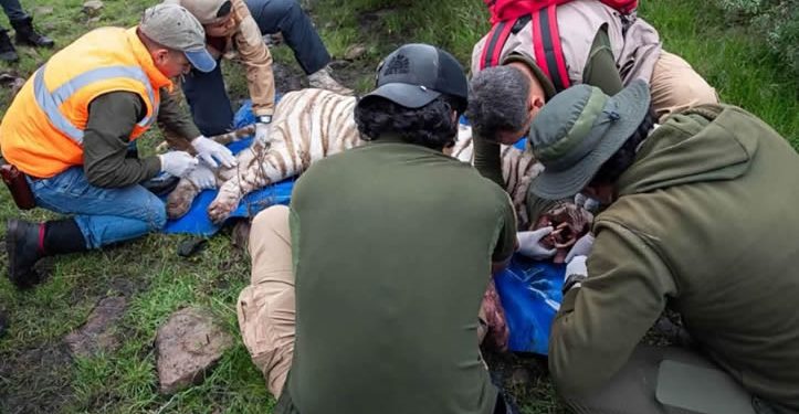 Matan a tigre de Bengala tras intensa búsqueda en Edomex