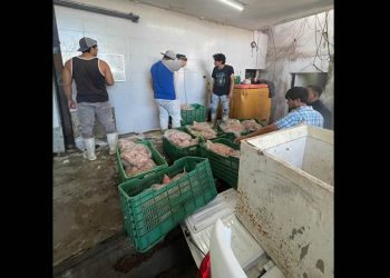 Decomisan casi 400 kilos de Tilapia captura de manera ilegal en la presa El Oviáchic