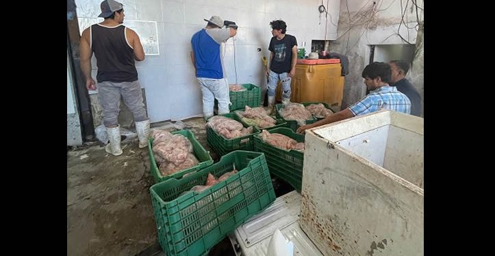 Decomisan casi 400 kilos de Tilapia captura de manera ilegal en la presa El Oviáchic