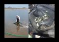 Siembra SAGARHPA 200 mil crías de tilapia en la presa “El Oviáchic”