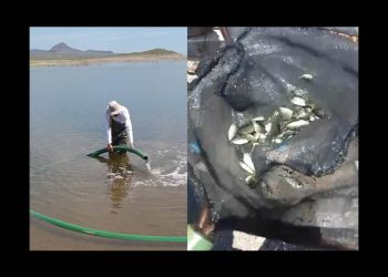 Siembra SAGARHPA 200 mil crías de tilapia en la presa “El Oviáchic”