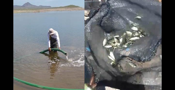 Siembra SAGARHPA 200 mil crías de tilapia en la presa “El Oviáchic”