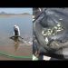 Siembra SAGARHPA 200 mil crías de tilapia en la presa “El Oviáchic”