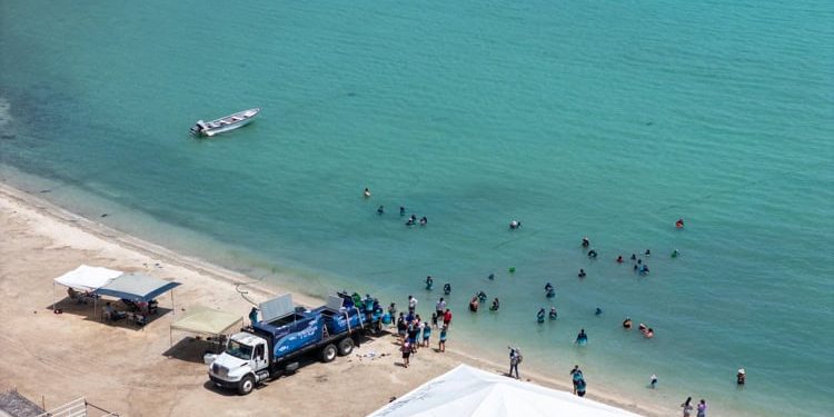 Totoaba, un caso de recuperación marina en el Mar de Cortés