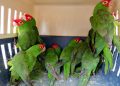Las mafias del tráfico de fauna acorraladas en Hong Kong tras el endurecimiento de la ley