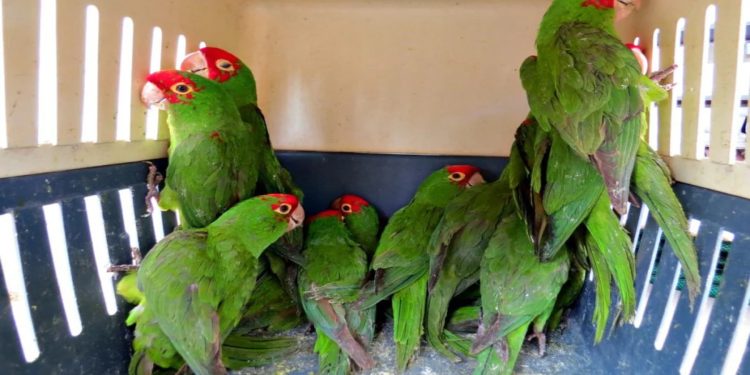 Las mafias del tráfico de fauna acorraladas en Hong Kong tras el endurecimiento de la ley