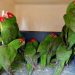Las mafias del tráfico de fauna acorraladas en Hong Kong tras el endurecimiento de la ley