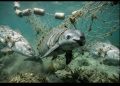 Día Internacional de la Vaquita Marina, nada que celebrar