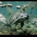 Día Internacional de la Vaquita Marina, nada que celebrar