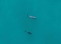 Avistan tres vaquitas marinas y registran 40 alertas acústicas en el Alto Golfo de California