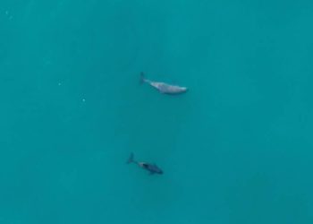 Avistan tres vaquitas marinas y registran 40 alertas acústicas en el Alto Golfo de California