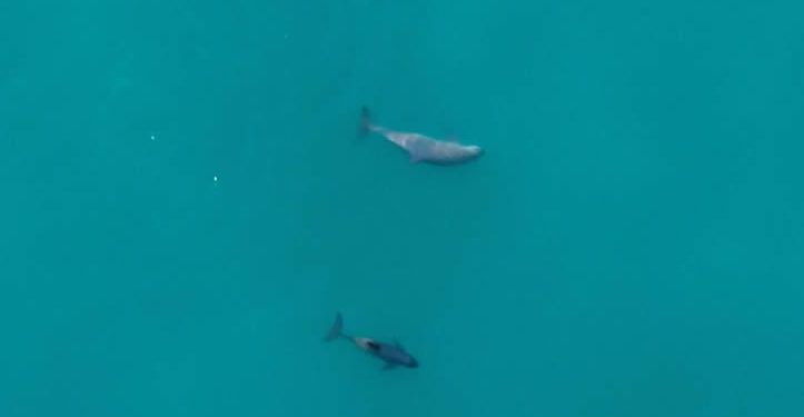 Avistan tres vaquitas marinas y registran 40 alertas acústicas en el Alto Golfo de California