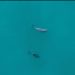 Avistan tres vaquitas marinas y registran 40 alertas acústicas en el Alto Golfo de California