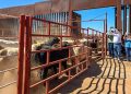 Reactivan cruce de ganado entre Sonora y Arizona tras más de un año