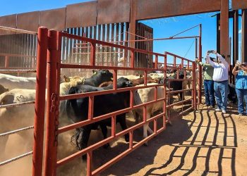Reactivan cruce de ganado entre Sonora y Arizona tras más de un año