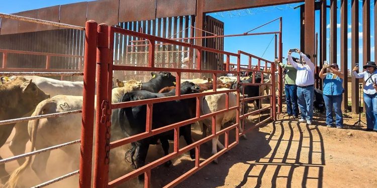 Reactivan cruce de ganado entre Sonora y Arizona tras más de un año