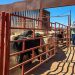 Reactivan cruce de ganado entre Sonora y Arizona tras más de un año