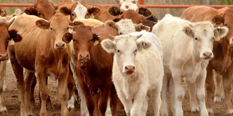 Sonora suma 15 casos de gusano barrenador luego de reactivar cruce de ganado en frontera con EU