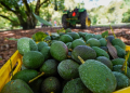 Golpe al aguacate mexicano: USDA detiene temporalmente operaciones en Michoacán
