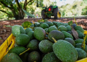 Golpe al aguacate mexicano: USDA detiene temporalmente operaciones en Michoacán