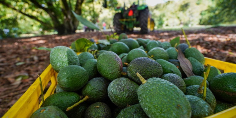 Golpe al aguacate mexicano: USDA detiene temporalmente operaciones en Michoacán