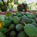 Golpe al aguacate mexicano: USDA detiene temporalmente operaciones en Michoacán