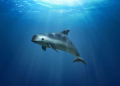 Culpan a México de poner en riesgo a la vaquita marina