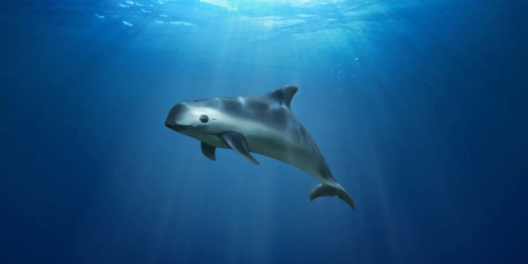 Culpan a México de poner en riesgo a la vaquita marina