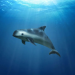 Culpan a México de poner en riesgo a la vaquita marina