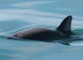 Una red diseñada para capturar totoaba terminó atrapando a la vaquita marina: 30 años después, sigue siendo una de sus mayores amenazas