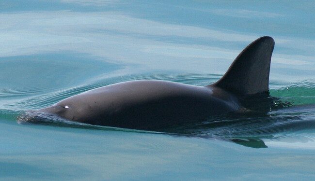 Una red diseñada para capturar totoaba terminó atrapando a la vaquita marina: 30 años después, sigue siendo una de sus mayores amenazas