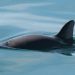 Una red diseñada para capturar totoaba terminó atrapando a la vaquita marina: 30 años después, sigue siendo una de sus mayores amenazas