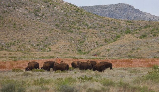 México soltó 23 bisontes en 2009; una década y media después, habían cambiado por completo el paisaje de Janos