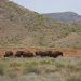 México soltó 23 bisontes en 2009; una década y media después, habían cambiado por completo el paisaje de Janos