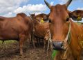 Sonora suma 5 casos de gusano barrenador al reabrir exportación de ganado