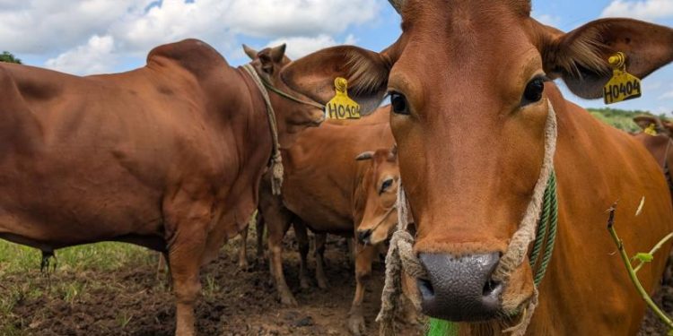 Sonora suma 5 casos de gusano barrenador al reabrir exportación de ganado