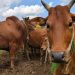 Sonora suma 5 casos de gusano barrenador al reabrir exportación de ganado