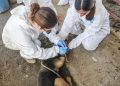 UNAM y CDMX unen fuerzas contra el gusano barrenador