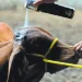 Exportación avanza y el gusano barrenador retrocede en la frontera
