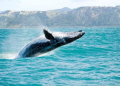 UNESCO pone fecha límite a México para salvar a las ballenas y a la vaquita marina de planta de gas en el Golfo de California