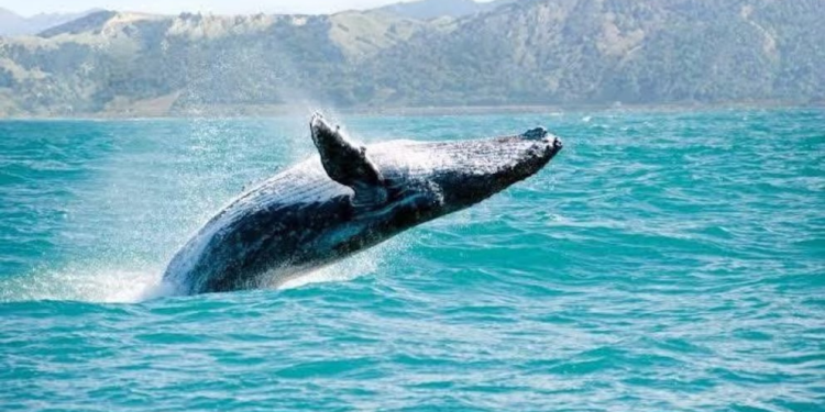 UNESCO pone fecha límite a México para salvar a las ballenas y a la vaquita marina de planta de gas en el Golfo de California