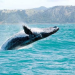 UNESCO pone fecha límite a México para salvar a las ballenas y a la vaquita marina de planta de gas en el Golfo de California