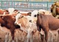 Se confirma, Chihuahua inicia exportaciones de ganado a finales de septiembre
