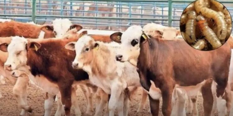 Se confirma, Chihuahua inicia exportaciones de ganado a finales de septiembre