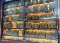 Fish Maw: Una pesadilla emergente en la conservación oceánica
