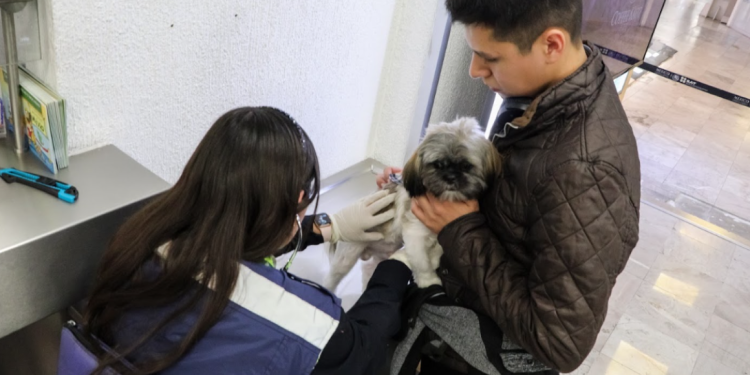 Fija México medidas para gusano barrenador en perros y aves de EU