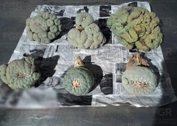 Incautan peyote en paquetería de Hermosillo; provenía de Torreón con destino a Rosarito
