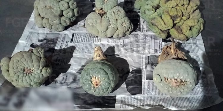 Incautan peyote en paquetería de Hermosillo; provenía de Torreón con destino a Rosarito