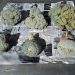 Incautan peyote en paquetería de Hermosillo; provenía de Torreón con destino a Rosarito